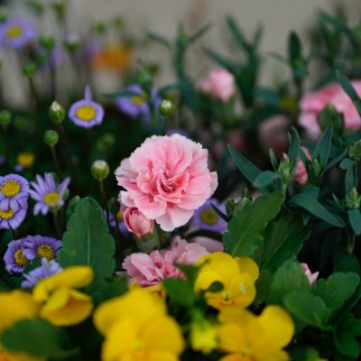 Jardines en azoteas: las mejores flores para diseñarlo